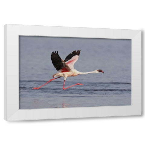 Kenya, Nakuru NP Lesser flamingo running White Modern Wood Framed Art Print by Morris, Arthur