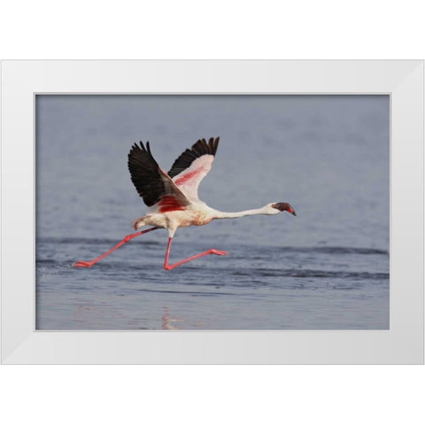 Kenya, Nakuru NP Lesser flamingo running White Modern Wood Framed Art Print by Morris, Arthur