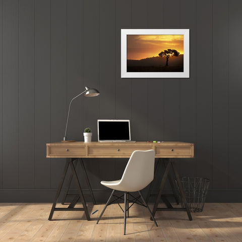 Kenya, Masai Mara Acacia silhouetted at sunset White Modern Wood Framed Art Print by Grall, Don