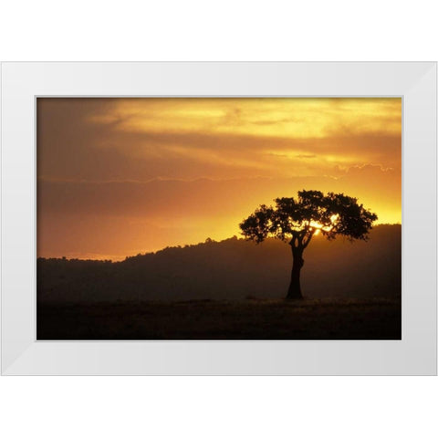 Kenya, Masai Mara Acacia silhouetted at sunset White Modern Wood Framed Art Print by Grall, Don