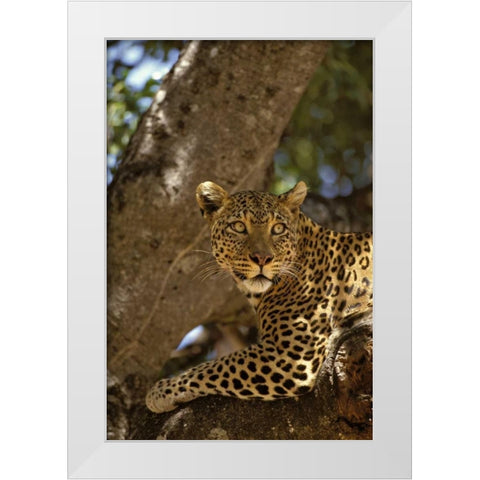 Kenya, Masai Mara Leopard lounges in a fig tree White Modern Wood Framed Art Print by Grall, Don