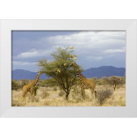 Kenya Two giraffes munch on tree leaves White Modern Wood Framed Art Print by Williams, Joanne