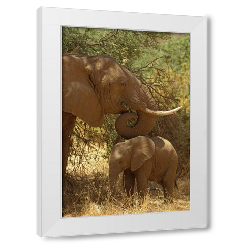 Kenya, Samburu NP African Elephant with her baby White Modern Wood Framed Art Print by Grall, Don