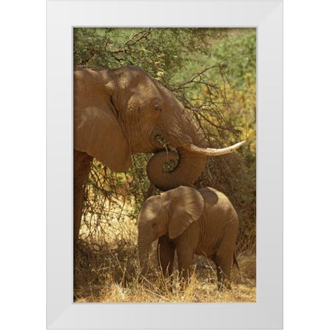 Kenya, Samburu NP African Elephant with her baby White Modern Wood Framed Art Print by Grall, Don