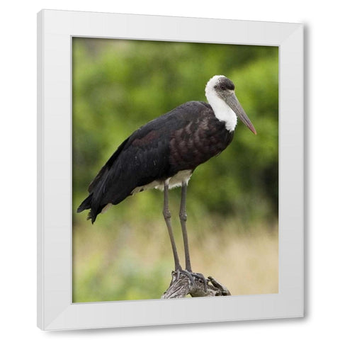 Kenya Abdims stork perched on branch White Modern Wood Framed Art Print by Williams, Joanne