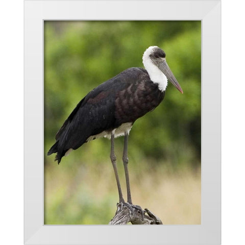 Kenya Abdims stork perched on branch White Modern Wood Framed Art Print by Williams, Joanne