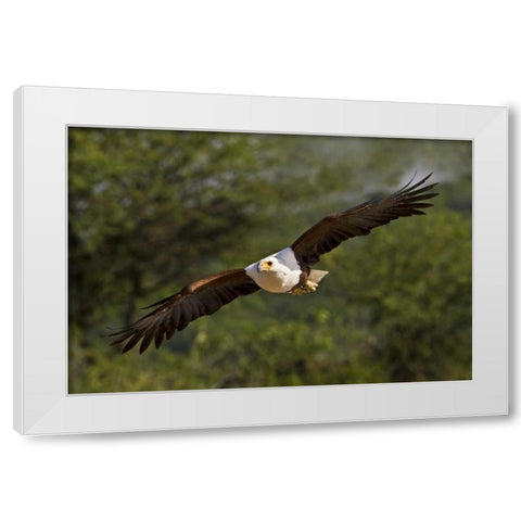 Kenya Fish eagle in flight White Modern Wood Framed Art Print by Williams, Joanne