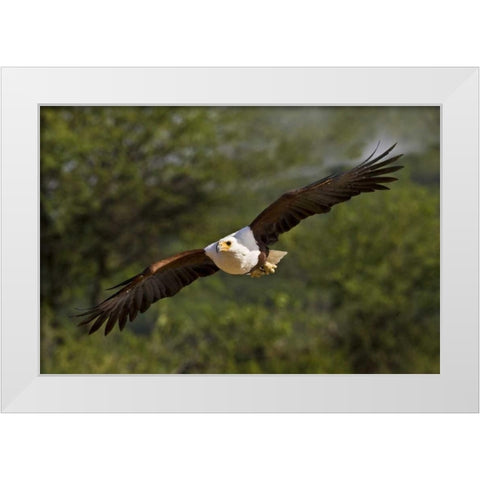 Kenya Fish eagle in flight White Modern Wood Framed Art Print by Williams, Joanne