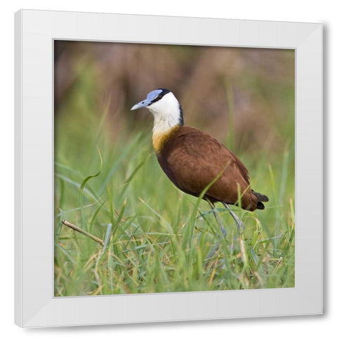 Kenya Close-up of jacana bird in grass White Modern Wood Framed Art Print by Williams, Joanne