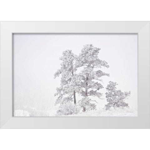 CO, Ute Pass Hoarfrost coats vegetation White Modern Wood Framed Art Print by Grall, Don