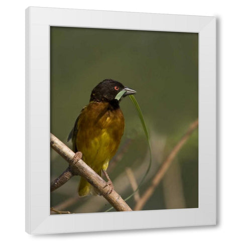 Kenya Brown-capped weaver bird and nest material White Modern Wood Framed Art Print by Williams, Joanne