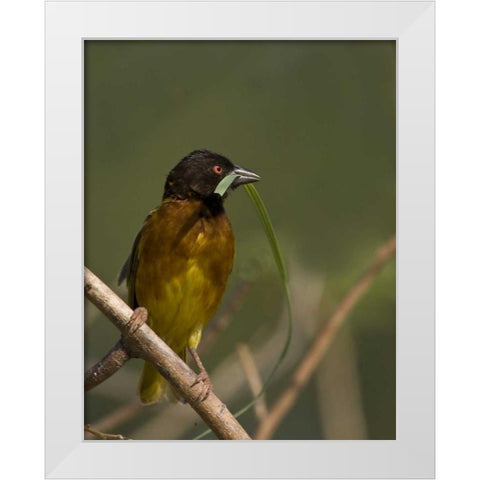Kenya Brown-capped weaver bird and nest material White Modern Wood Framed Art Print by Williams, Joanne
