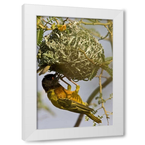 Kenya Brown-capped weaver bird building nest White Modern Wood Framed Art Print by Williams, Joanne
