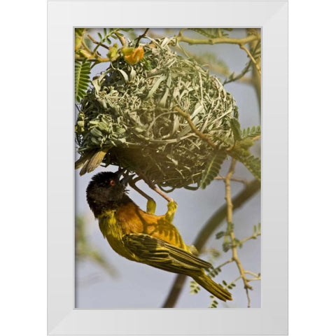 Kenya Brown-capped weaver bird building nest White Modern Wood Framed Art Print by Williams, Joanne