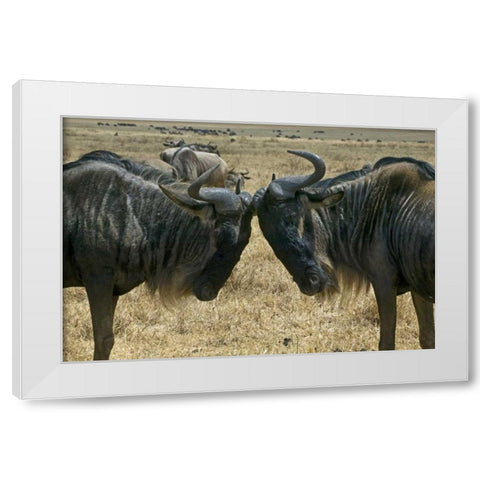 Kenya Two wildebeest begin confrontation White Modern Wood Framed Art Print by Williams, Joanne