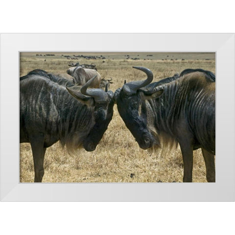 Kenya Two wildebeest begin confrontation White Modern Wood Framed Art Print by Williams, Joanne
