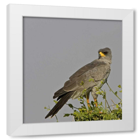 Kenya Close-up of Chanting Goshawk on bush White Modern Wood Framed Art Print by Williams, Joanne