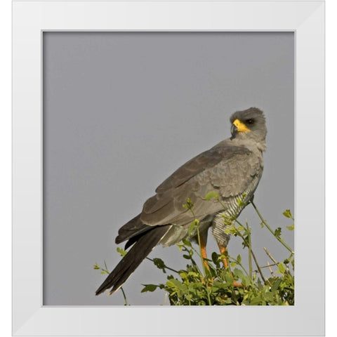 Kenya Close-up of Chanting Goshawk on bush White Modern Wood Framed Art Print by Williams, Joanne