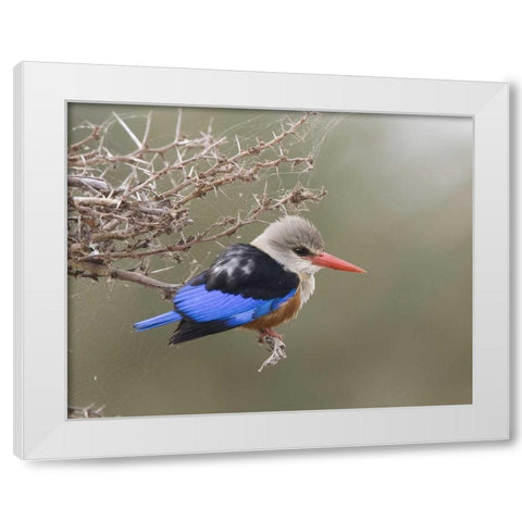 Kenya Gray-headed kingfisher perched on limb White Modern Wood Framed Art Print by Williams, Joanne
