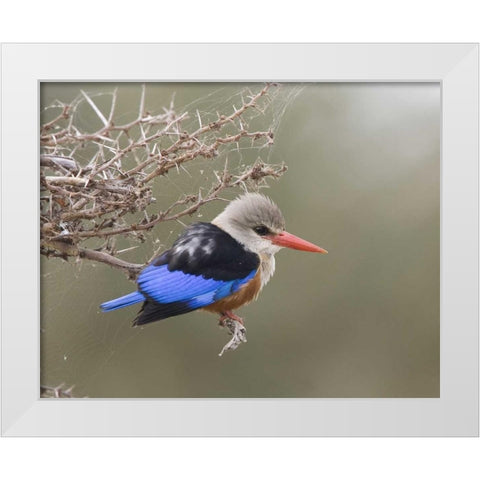 Kenya Gray-headed kingfisher perched on limb White Modern Wood Framed Art Print by Williams, Joanne