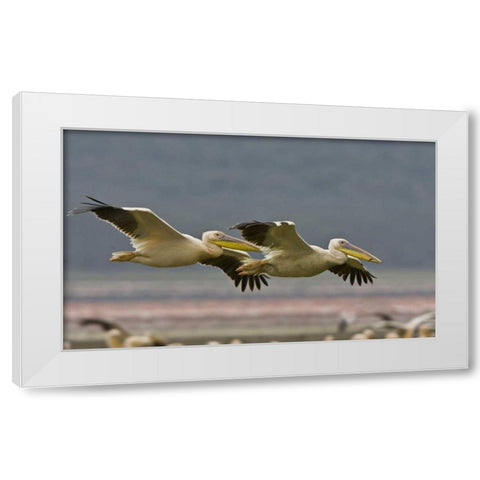 Kenya Pair of great white pelicans gliding White Modern Wood Framed Art Print by Williams, Joanne