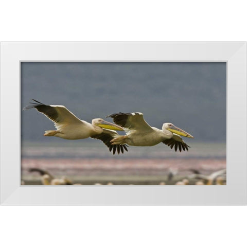 Kenya Pair of great white pelicans gliding White Modern Wood Framed Art Print by Williams, Joanne