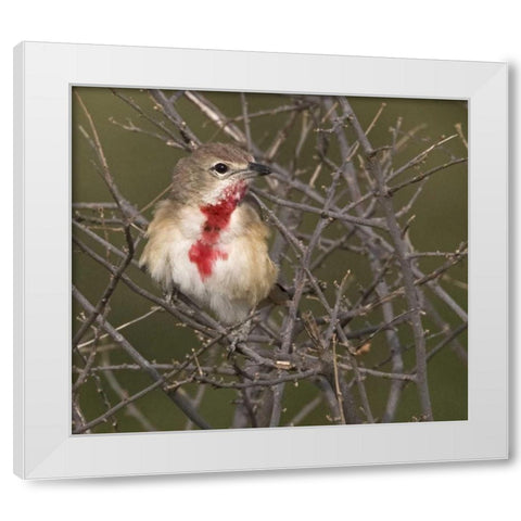Kenya Rosy-patched bushshrike bird on tree limbs White Modern Wood Framed Art Print by Williams, Joanne