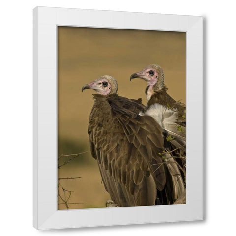 Kenya Profile of two lappet-faced vultures White Modern Wood Framed Art Print by Williams, Joanne
