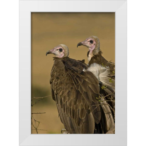 Kenya Profile of two lappet-faced vultures White Modern Wood Framed Art Print by Williams, Joanne