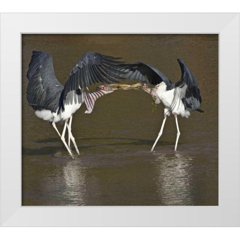 Kenya Marabou storks with nesting material White Modern Wood Framed Art Print by Williams, Joanne