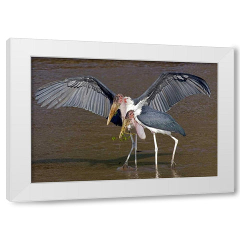 Kenya Pair of marabou storks in shallow water White Modern Wood Framed Art Print by Williams, Joanne