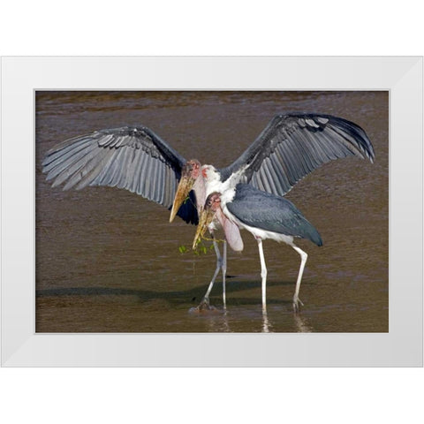 Kenya Pair of marabou storks in shallow water White Modern Wood Framed Art Print by Williams, Joanne