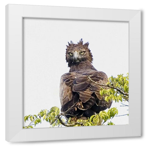 Kenya Martial eagle perched on tree limb White Modern Wood Framed Art Print by Williams, Joanne
