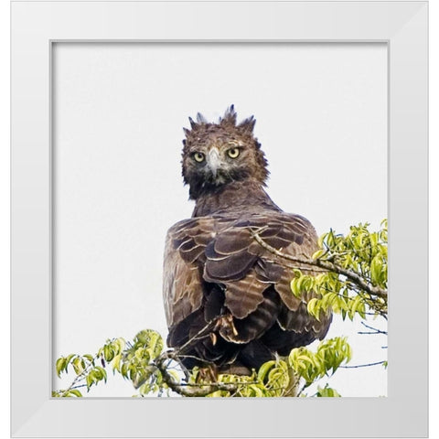 Kenya Martial eagle perched on tree limb White Modern Wood Framed Art Print by Williams, Joanne