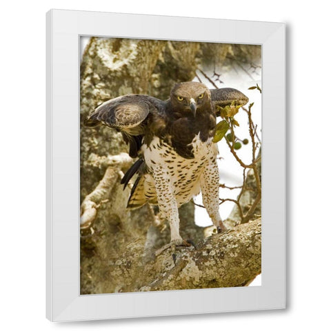 Kenya Martial eagle standing on tree limb White Modern Wood Framed Art Print by Williams, Joanne
