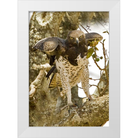Kenya Martial eagle standing on tree limb White Modern Wood Framed Art Print by Williams, Joanne