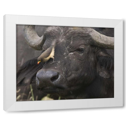 Kenya Oxpecker bird on nose of water buffalo White Modern Wood Framed Art Print by Williams, Joanne