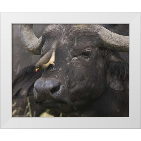 Kenya Oxpecker bird on nose of water buffalo White Modern Wood Framed Art Print by Williams, Joanne