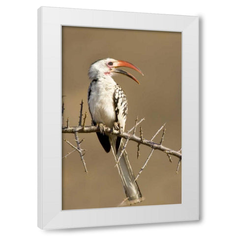 Kenya Red-billed hornbill bird on thorny tree White Modern Wood Framed Art Print by Williams, Joanne
