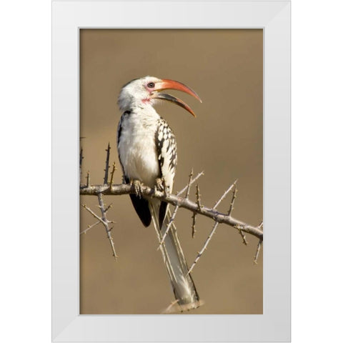 Kenya Red-billed hornbill bird on thorny tree White Modern Wood Framed Art Print by Williams, Joanne