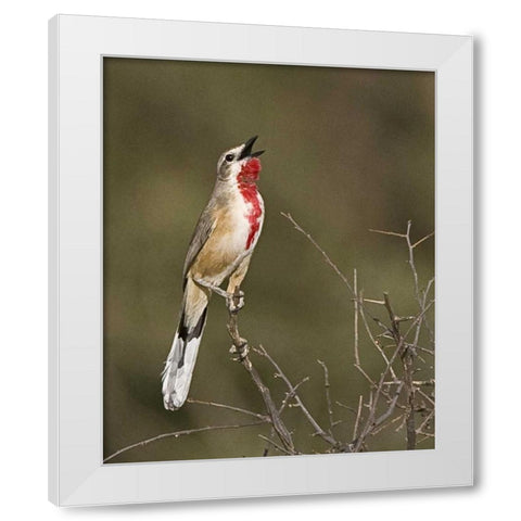 Kenya Singing rosy-patched bushshrike bird White Modern Wood Framed Art Print by Williams, Joanne
