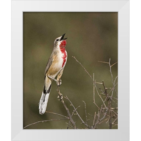 Kenya Singing rosy-patched bushshrike bird White Modern Wood Framed Art Print by Williams, Joanne