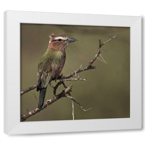 Kenya Rufous-crowned roller bird on limb White Modern Wood Framed Art Print by Williams, Joanne