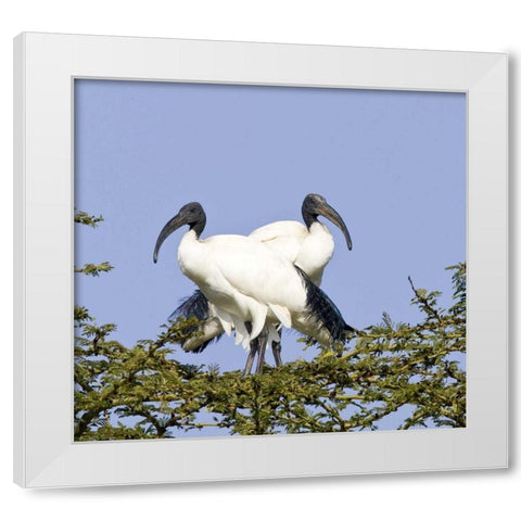 Kenya Pair of sacred ibis birds stand on limbs White Modern Wood Framed Art Print by Williams, Joanne