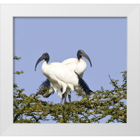 Kenya Pair of sacred ibis birds stand on limbs White Modern Wood Framed Art Print by Williams, Joanne