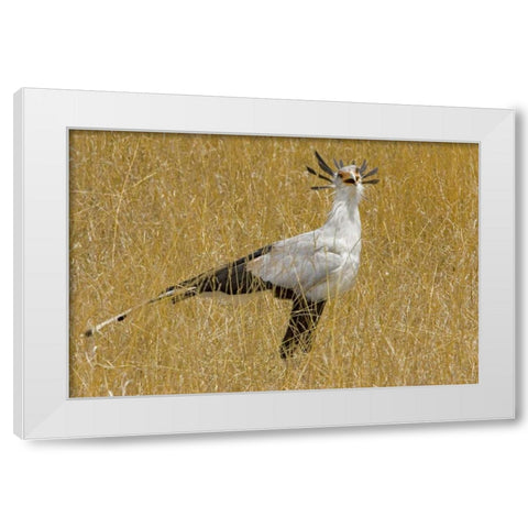 Kenya Secretary bird in tall grass White Modern Wood Framed Art Print by Williams, Joanne