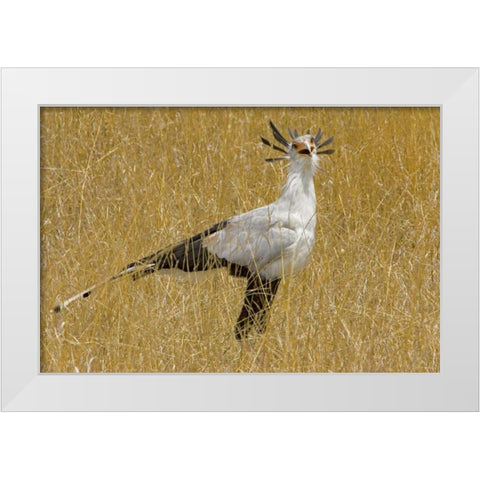 Kenya Secretary bird in tall grass White Modern Wood Framed Art Print by Williams, Joanne