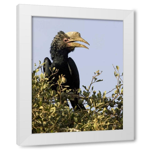 Kenya Silvery-cheeked hornbill bird in tree White Modern Wood Framed Art Print by Williams, Joanne