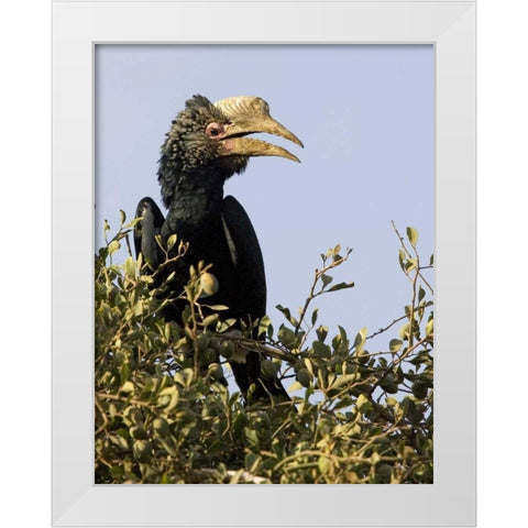Kenya Silvery-cheeked hornbill bird in tree White Modern Wood Framed Art Print by Williams, Joanne