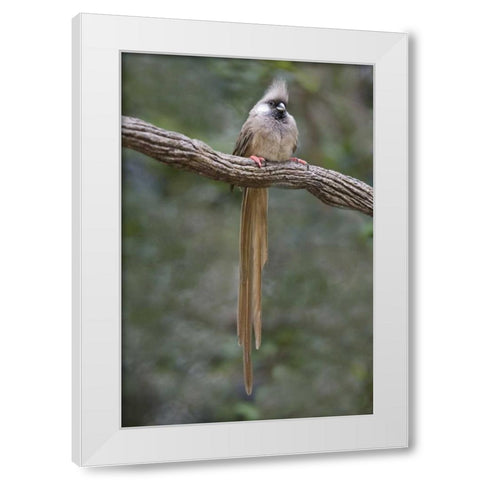 Kenya Speckled mousebird sits on tree limb White Modern Wood Framed Art Print by Williams, Joanne
